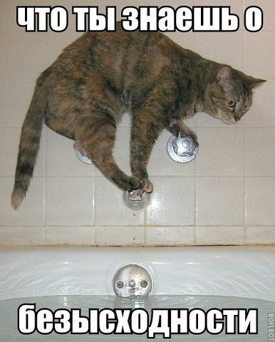 Поговорим о Кошках 24