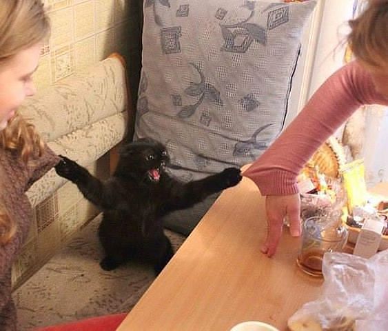 поговорим о кошках