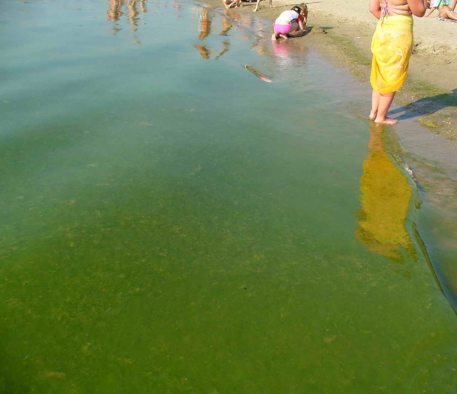 Цветет ли анапа. Витязево море цветет. Витязево пляж водоросли. Море Анапа Джемете водоросли. Анапа Джемете в августе море.