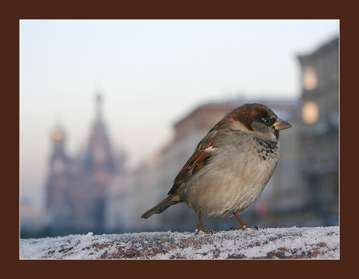 Московский воробей фото