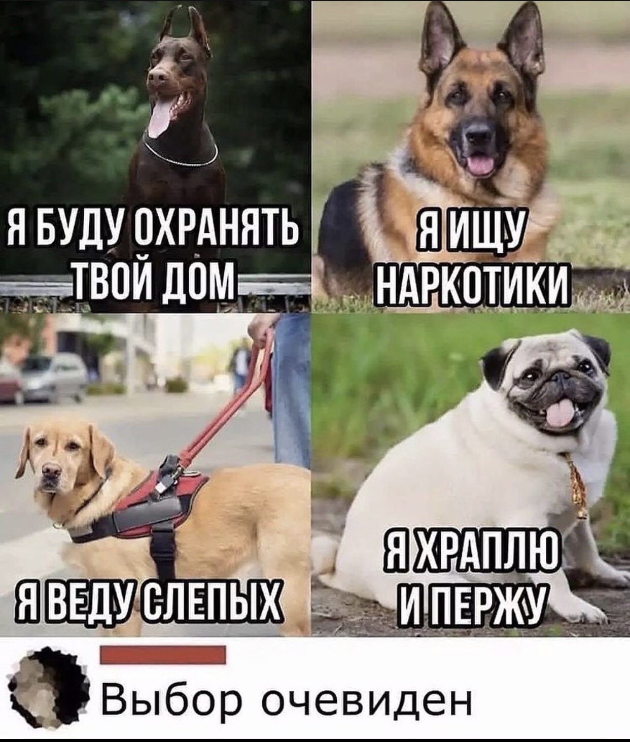 Мем про выбор собаки