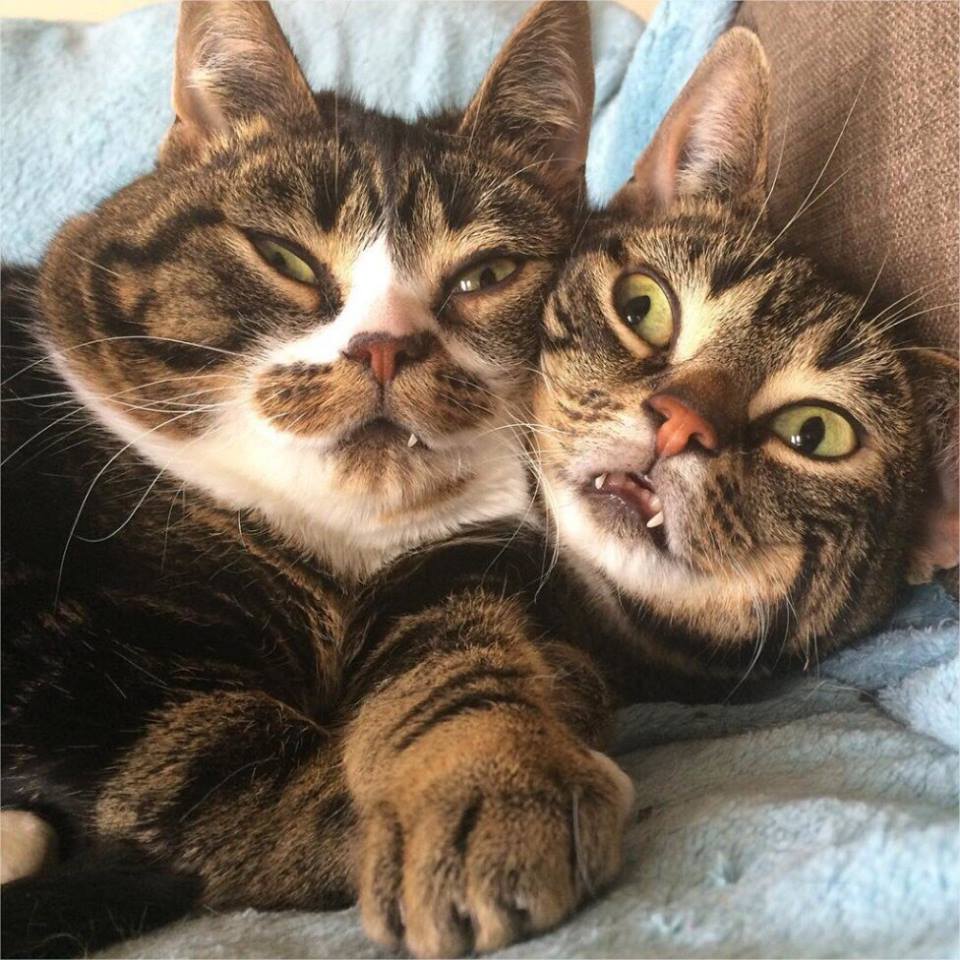 Две смешные кошки